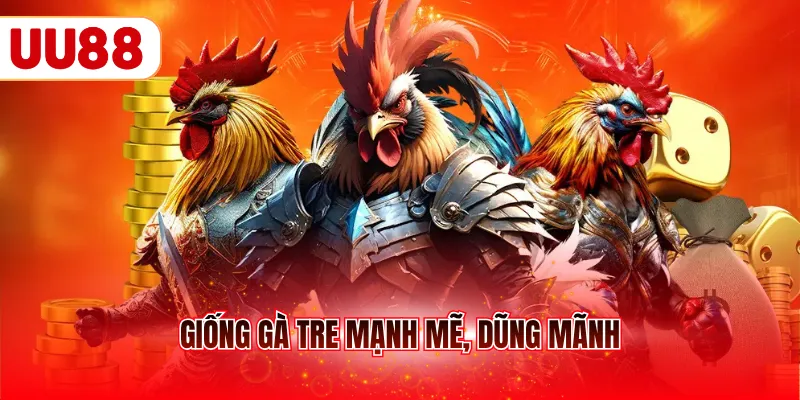 Giống gà tre mạnh mẽ, dũng mãnh